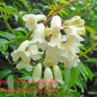Pandorea Pandorana (Wonga-Wonga vine)