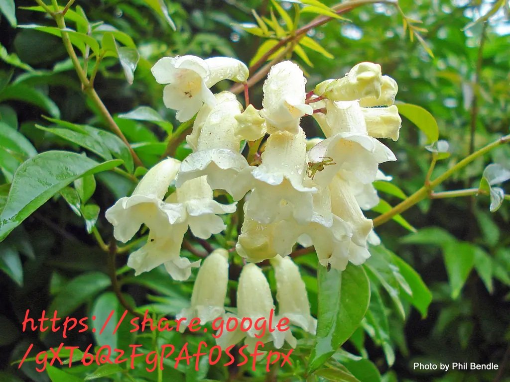 Pandorea Pandorana (Wonga-Wonga vine)
