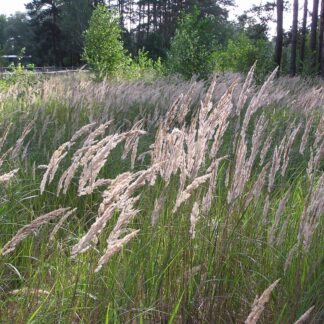 CALAMAGROSTIS EPIGEJOS Bushgrass 3L