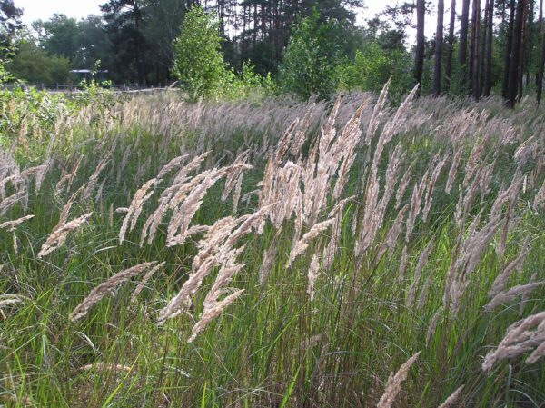 CALAMAGROSTIS EPIGEJOS Bushgrass 3L