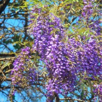 BOLUSANTHUS SPECIOSUS Tree Wisteria 6L