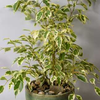 FICUS BENJAMINA VARIEGAT Ficus Tree - Variegated