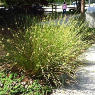 JUNCUS EFFESUS  Soft Rush 3L