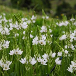 ORNITHOGALUM JUNCIFOLIUM Chincherinchee - Chinks 15cm