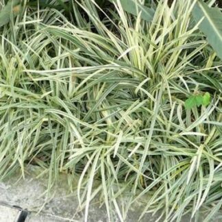 OPHIOPOGON JABURAN Variegated