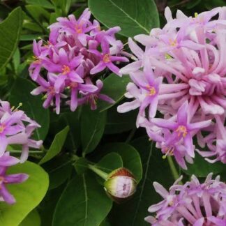 DAIS COTINIFOLIA Pompon Tree 6L