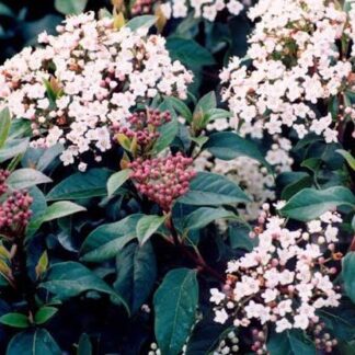 VIBURNUM TINUS Viburnum – Compactum 4,5L