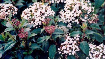 VIBURNUM TINUS Viburnum - Compactum 4,5L