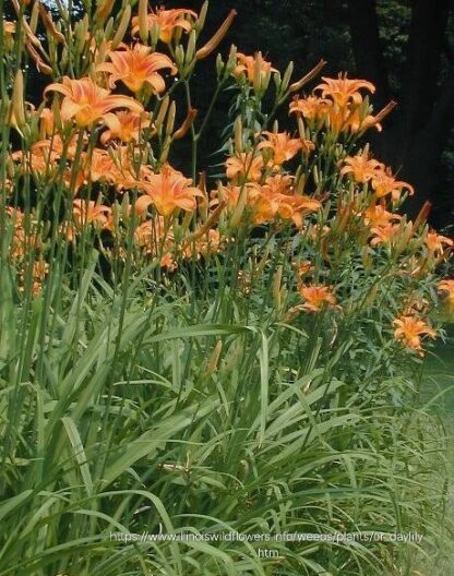 HEMEROCALLIS FULVA Day Lily - Orange 3L