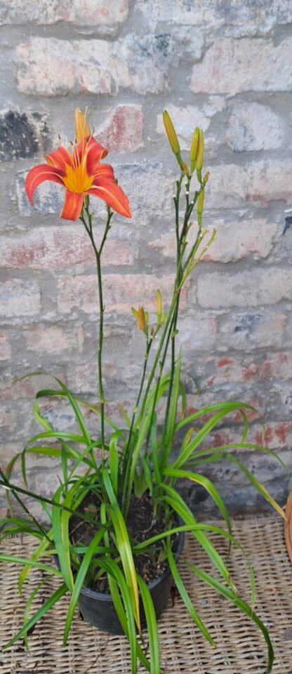 HEMEROCALLIS FULVA Day Lily - Orange 3L - Image 2