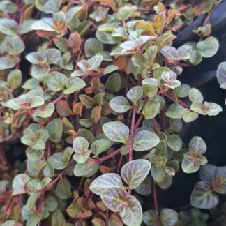 Lysimachia  'Midnight Sun'