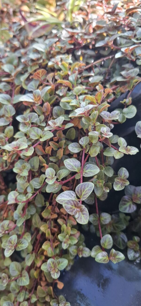 Lysimachia  'Midnight Sun'