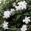 Mandevilla Laxa Chilean Jasmine