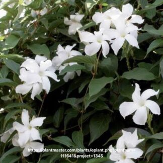Mandevilla Laxa Chilean Jasmine