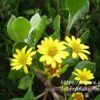 1000550863.jpg Osteospermum Moniliferum