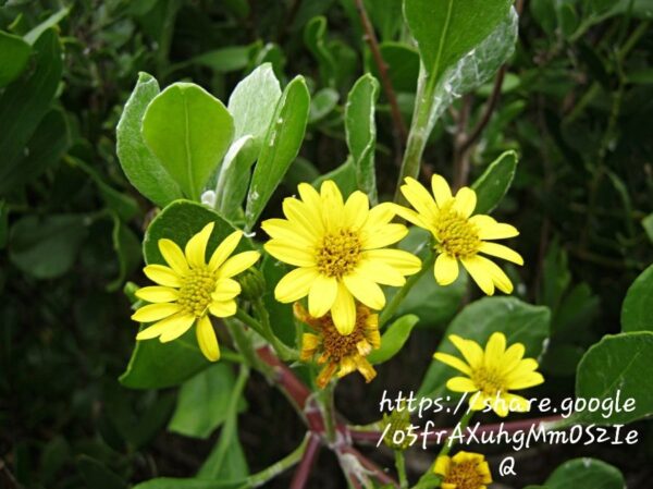 1000550863.jpg Osteospermum Moniliferum