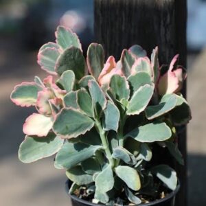KALANCHOE FEDTSCHENKOI
