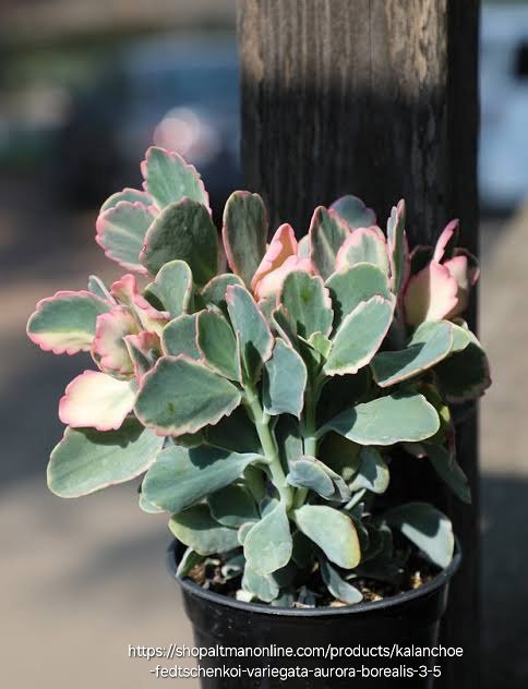 1000551162.jpg KALANCHOE FEDTSCHENKOI