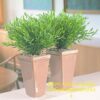 1000551243.jpg POGONATHERUM PANICEUM Panda Grass