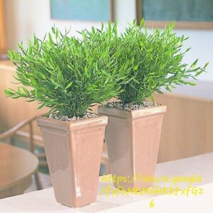 POGONATHERUM PANICEUM Panda Grass
