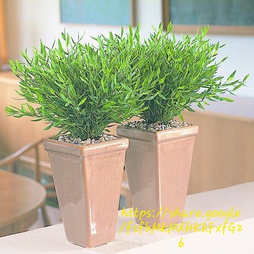 1000551243.jpg POGONATHERUM PANICEUM Panda Grass