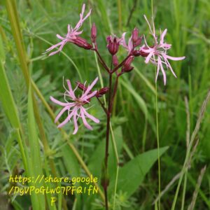 1000553541-1.jpg Silene Flos-cuculi Ragged-Robin