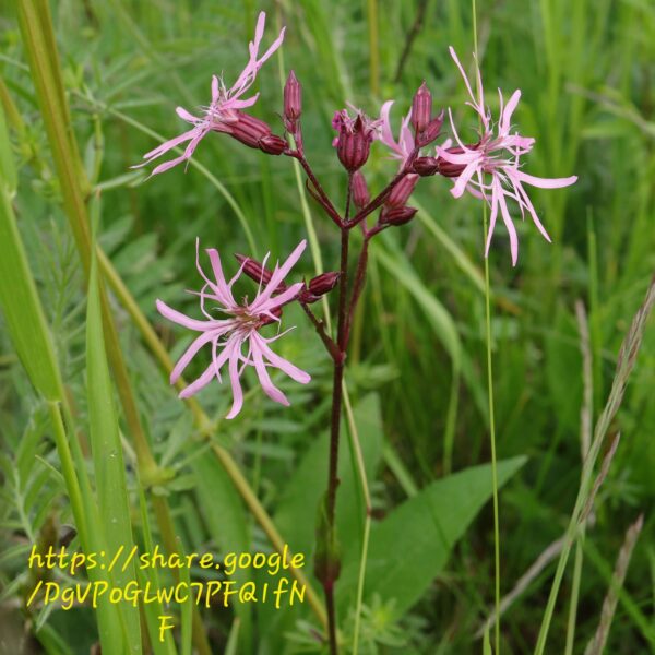 Silene Flos-cuculi Ragged-Robin