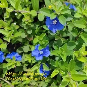 1000553682.jpg Evolvulus Blue
