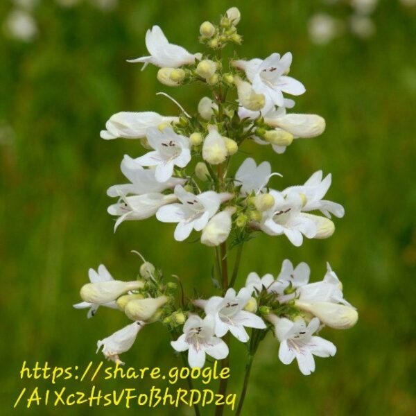 1000553700.jpg Penstemon Digitalis Green