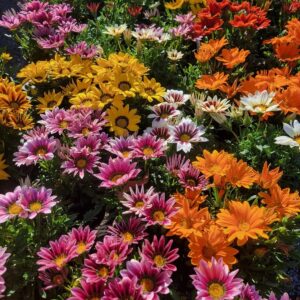 Gazania Mix
