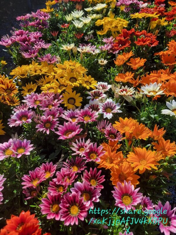 Gazania Mix