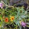 Gazania Mix