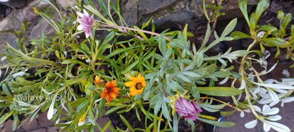 Gazania Mix