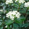 Viburnum Tinus 10L