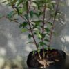 Viburnum Tinus 10L