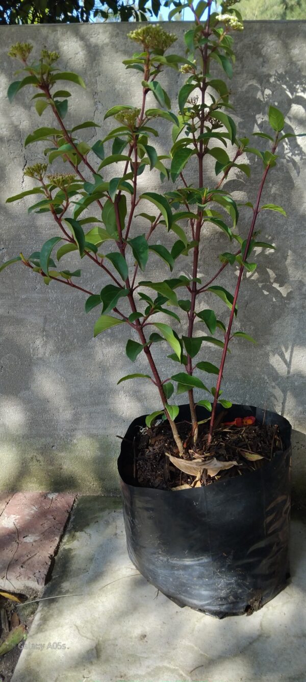 Viburnum Tinus 10L