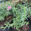 Diascia Integerrima