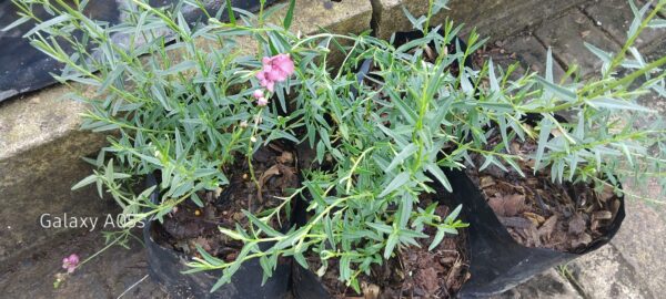 Diascia Integerrima