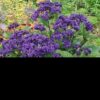 Heliotrope - Royal Marine