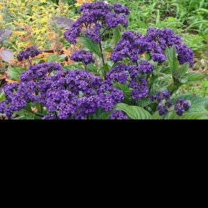 Heliotrope - Royal Marine