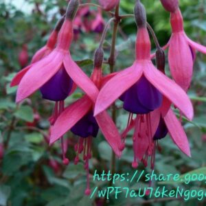 1000562691.jpg Fuchsia Mix