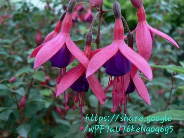 1000562691.jpg Fuchsia Mix