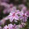 1000566372-1 Phlox Subulata 'Creeping Phlox' Pink 4L