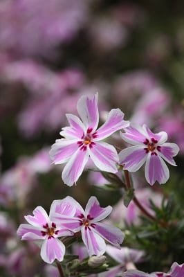 Phlox Subulata 'Creeping Phlox' - Image 2