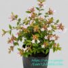 Abelia Grandiflora Francis Mason 10L