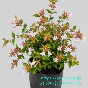Abelia Grandiflora Francis Mason 10L