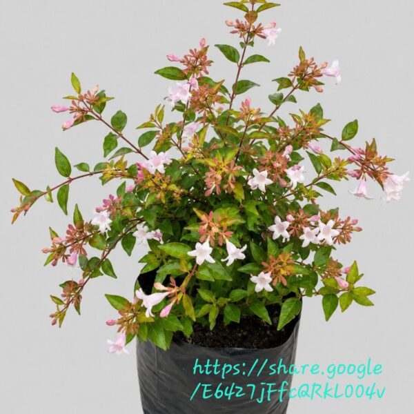 Abelia Grandiflora Francis Mason 10L