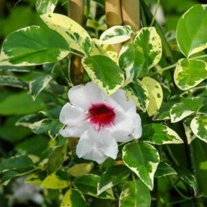 Pandorea jasminoides