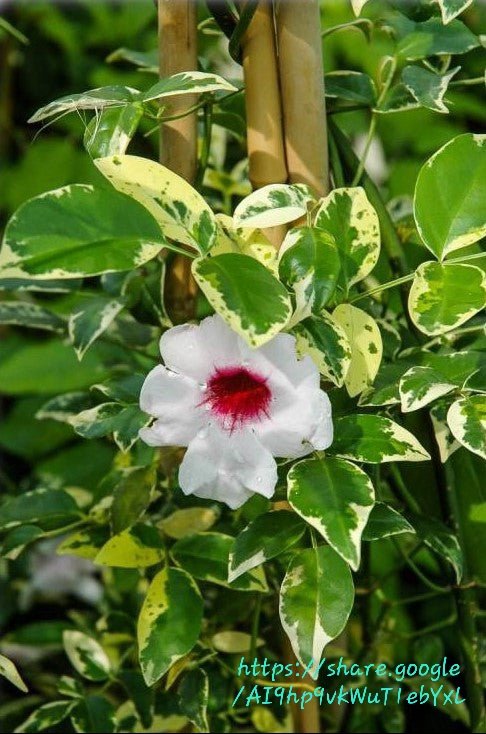 Pandorea jasminoides