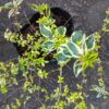 1000592306-scaled.jpg Abelia Grandiflora Lime